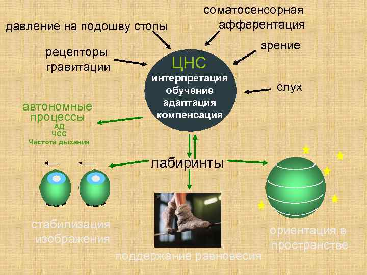        соматосенсорная давление на подошву стопы  афферентация