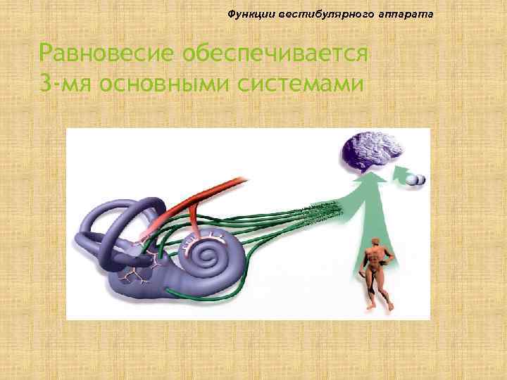    Функции вестибулярного аппарата  Равновесие обеспечивается 3 -мя основными системами 