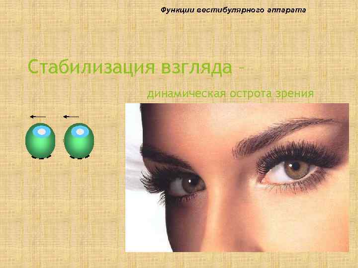    Функции вестибулярного аппарата Стабилизация взгляда –   динамическая острота зрения
