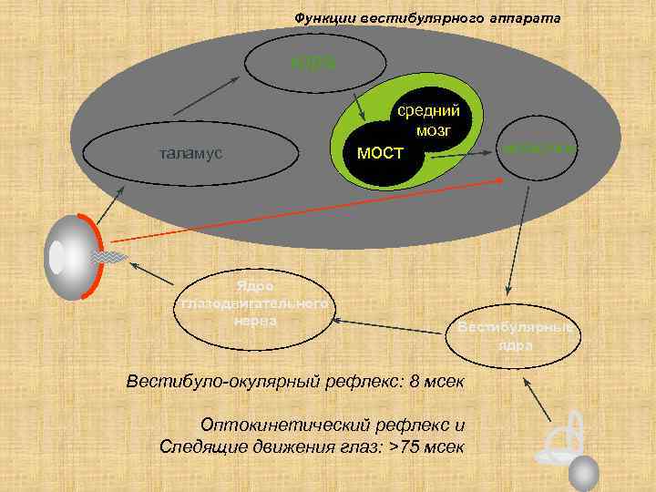    Функции вестибулярного аппарата     кора   