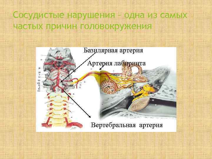 Сосудистые нарушения – одна из самых частых причин головокружения    Базилярная артерия