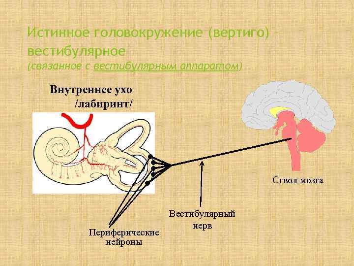 Истинное головокружение (вертиго) – вестибулярное (связанное с вестибулярным аппаратом) Внутреннее ухо  /лабиринт/ 