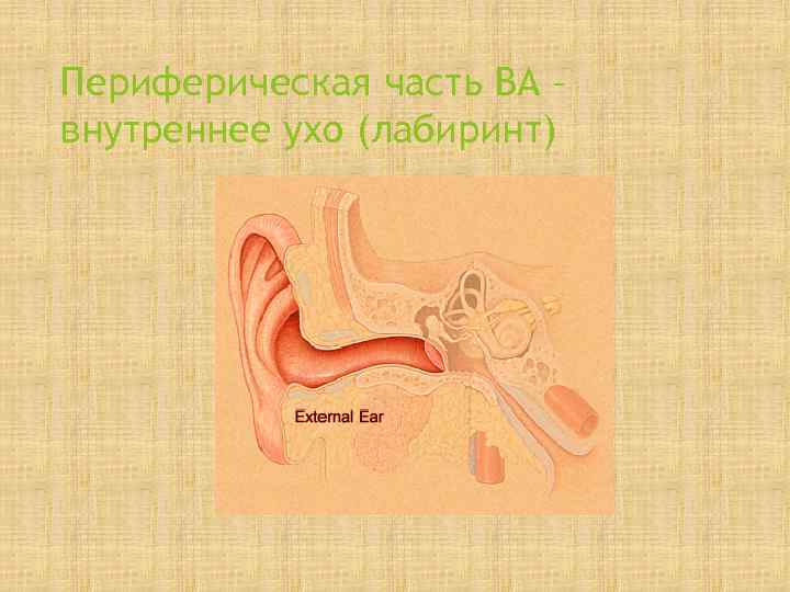 Периферическая часть ВА – внутреннее ухо (лабиринт) 