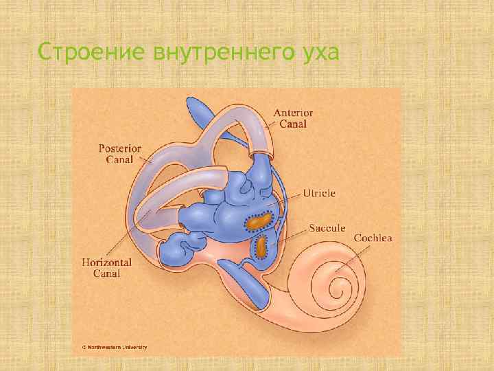 Строение внутреннего уха 
