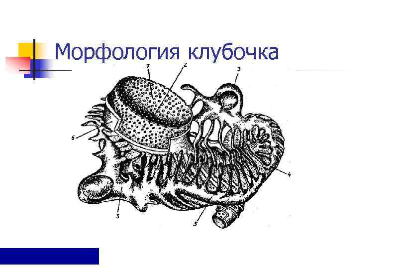 Морфология клубочка 