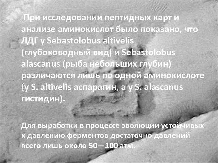  При исследовании пептидных карт и анализе аминокислот было показано, что ЛДГ у Sebastolobus