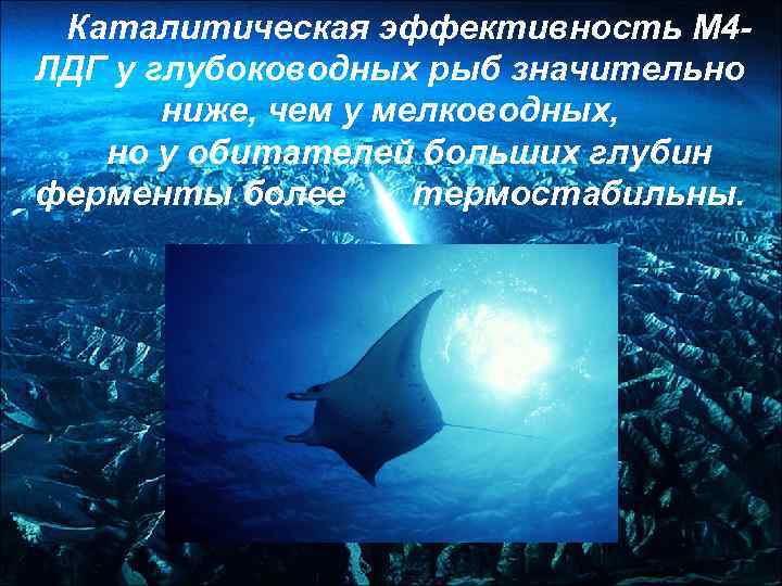  Каталитическая эффективность М 4 - ЛДГ у глубоководных рыб значительно  ниже, чем