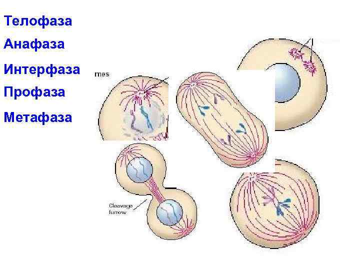 Профаза метафаза анафаза телофаза рисунок