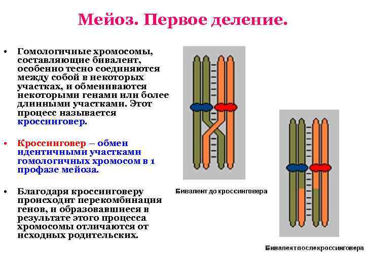 Бивалент образованный тремя парами гомологичных хромосом