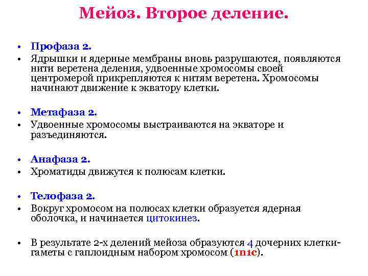   Мейоз. Второе деление.  • Профаза 2.  • Ядрышки и ядерные