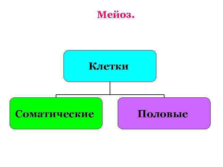     Мейоз.   Клетки  Соматические  Половые 