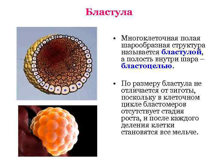 Дробление зиготы бластула