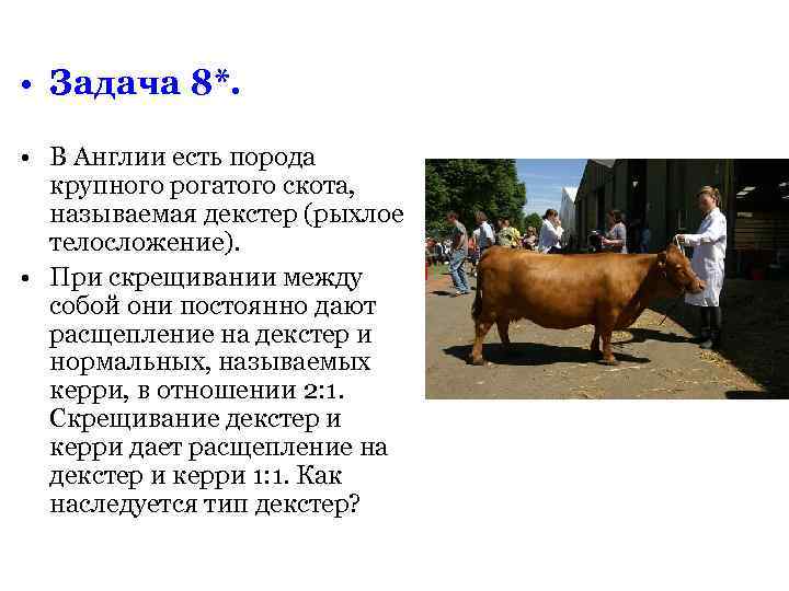  • Задача 8*.  • В Англии есть порода  крупного рогатого скота,