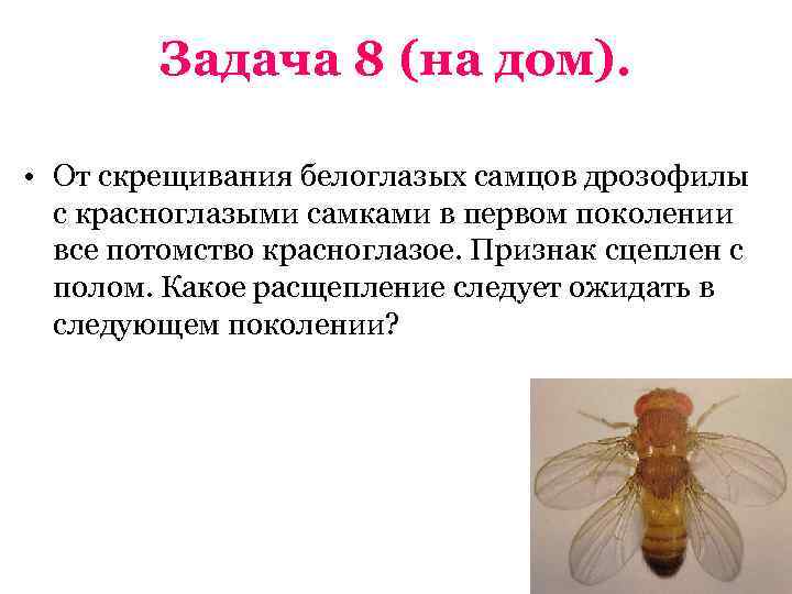   Задача 8 (на дом).  • От скрещивания белоглазых самцов дрозофилы 