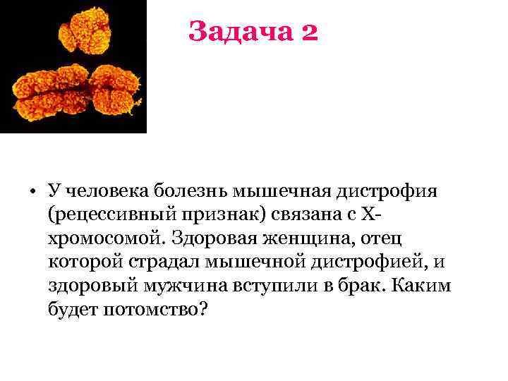     Задача 2 • У человека болезнь мышечная дистрофия  (рецессивный