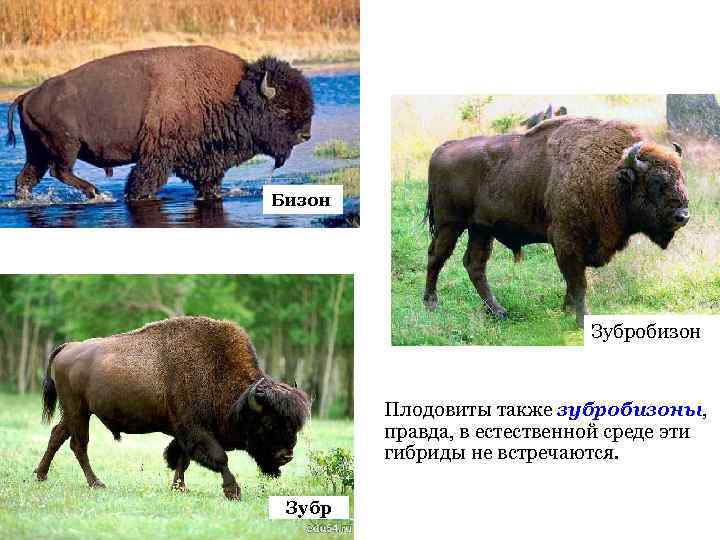Бизон       Зубробизон  Плодовиты также зубробизоны,  