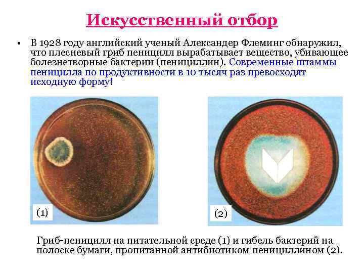 Селекция микроорганизмов презентация 10 класс