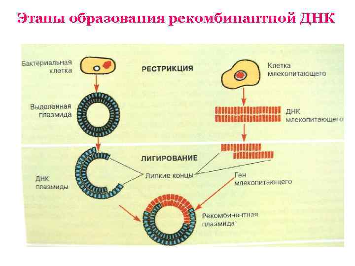 Этапы технологии рекомбинантной ДНК. Схема получения рекомбинантной плазмиды. Этапы получения бактерий с рекомбинантной плазмидой
