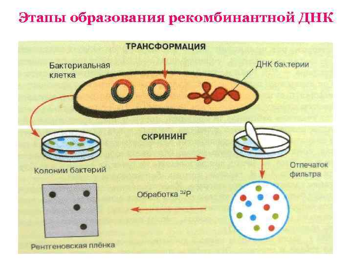 Этапы образования рекомбинантной ДНК 