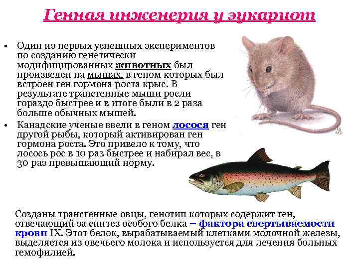   Генная инженерия у эукариот • Один из первых успешных экспериментов  по