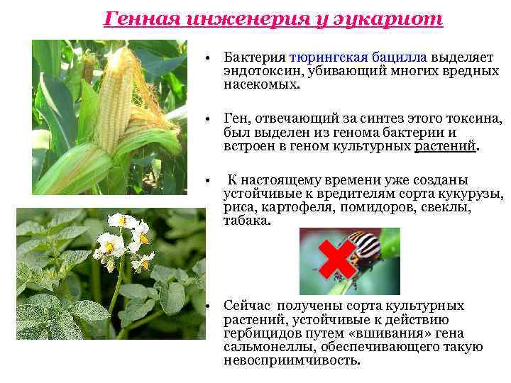 Генная инженерия у эукариот   • Бактерия тюрингская бацилла выделяет  эндотоксин, убивающий