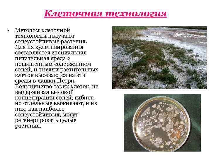   Клеточная технология • Методом клеточной  технологии получают  солеустойчивые растения. 