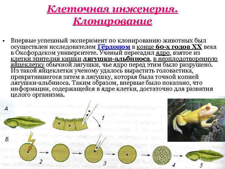 Методы клеточной инженерии в селекции. Биотехнология клонирование животных. Клеточная инженерия клонирование. Клеточная и генная инженерия клонирование. Клеточная инженерия в селекции животных.