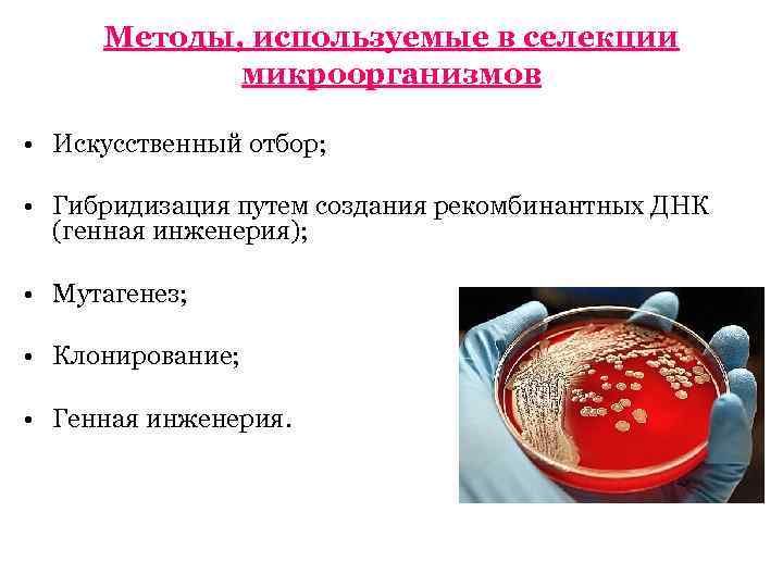 Какие методы используют в селекции микроорганизмов