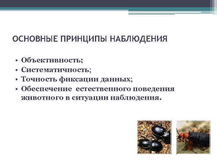 ОСНОВНЫЕ ПРИНЦИПЫ НАБЛЮДЕНИЯ  •  Объективность;  •  Систематичность;  • 