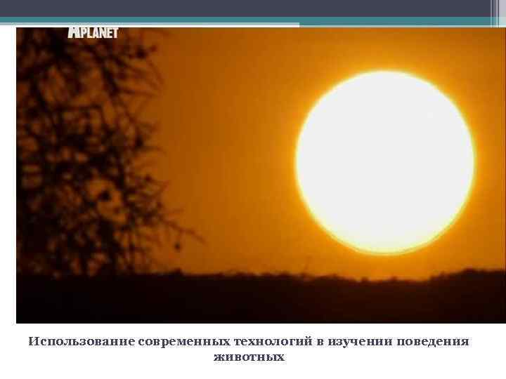 Использование современных технологий в изучении поведения     животных 