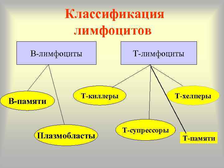 Классификация т. Классификация лимфоцитов. Классификация т лимфоцитов. Функциональная классификация лимфоцитов. Классификация ТЭ лимфоцитов.