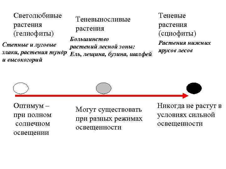   Светолюбивые       Теневые    