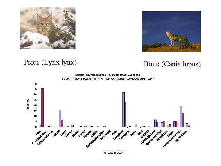 Рысь (Lynx lynx)  Волк (Canis lupus) 