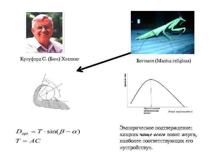   Кроуфорд С. (Базз) Холлинг   Богомол (Mantus religiosa)   