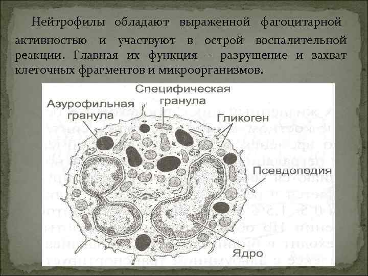   Нейтрофилы обладают выраженной фагоцитарной  активностью и участвуют в острой воспалительной 