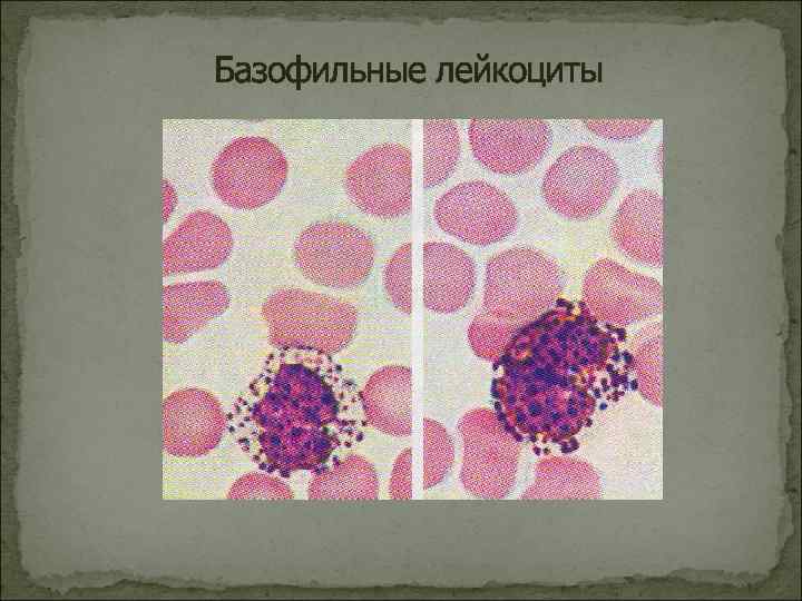 Базофильные лейкоциты 
