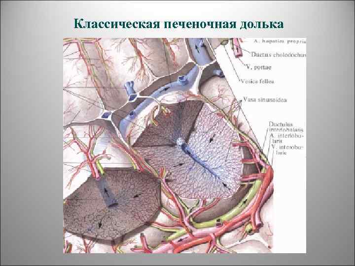  Классическая печеночная долька 