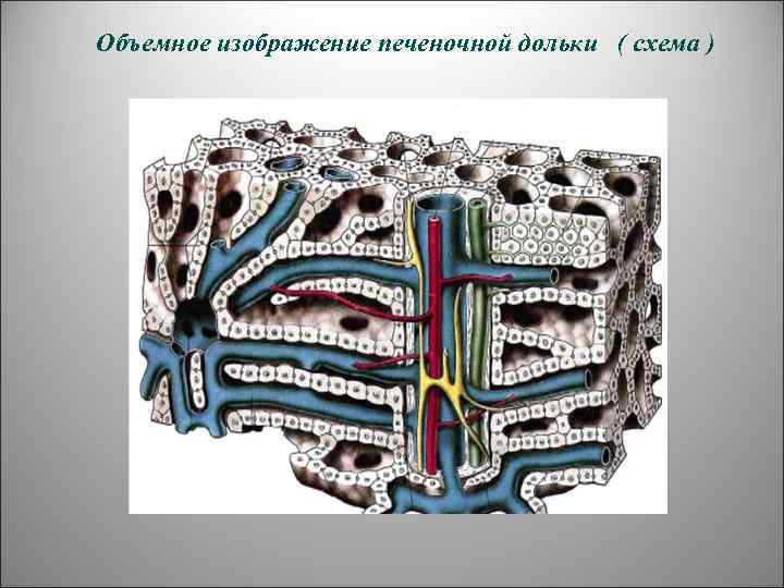 Объемное изображение печеночной дольки ( схема ) 