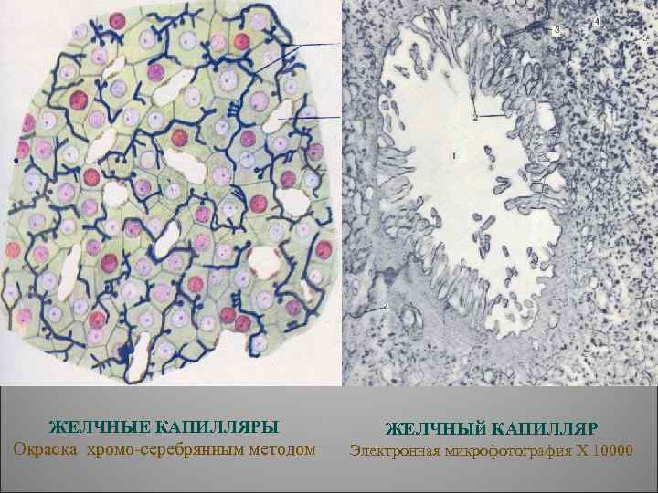   ЖЕЛЧНЫЕ КАПИЛЛЯРЫ    ЖЕЛЧНЫй КАПИЛЛЯР Окраска хромо-серебрянным методом  Электронная