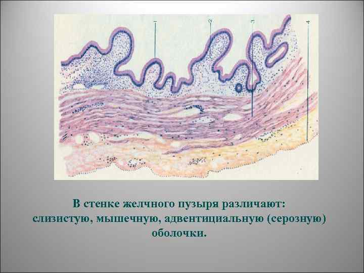   В стенке желчного пузыря различают:  слизистую, мышечную, адвентициальную (серозную)  