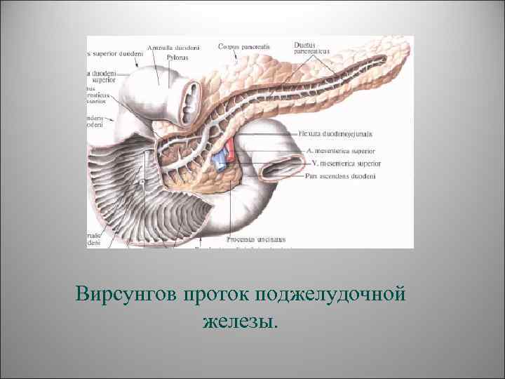     Вирсунгов проток поджелудочной    железы. 