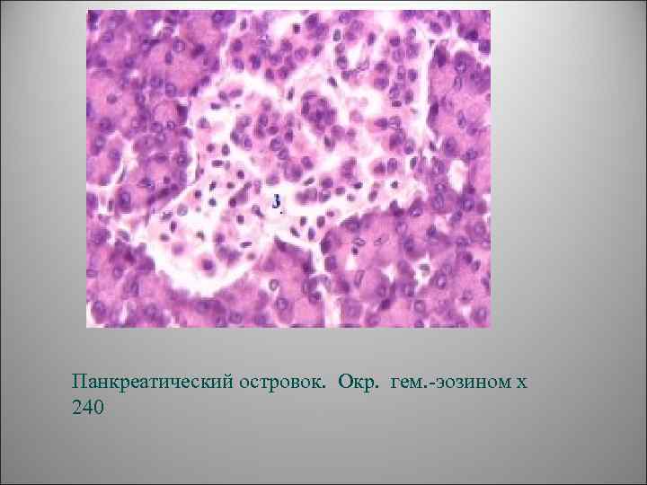 Панкреатический островок. Окр. гем. -эозином х 240 