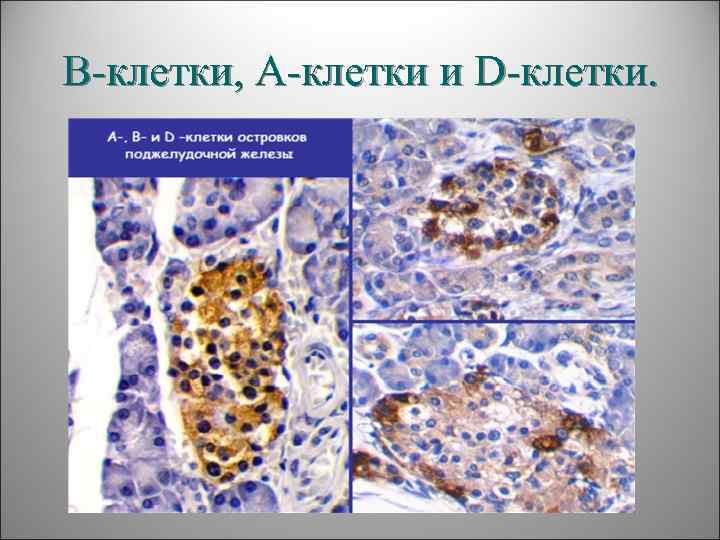 В-клетки, А-клетки и D-клетки. 