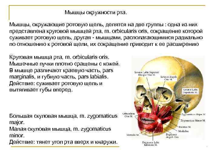 Мышцы рта. Мышцы окружающие ротовую щель. Мышцы окружающие ротовое отверстие. Мышцы лица окружающие ротовую щель.