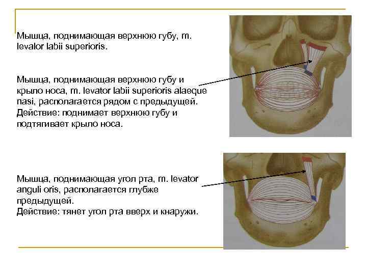 Верхнее повышено. Мышца поднимающая верхнюю губу. Пыщца полнимадшая вернхнюю губу. Мышца поднимающая верхнюю губу и крыло носа. Мышца, поднимающая верхнюю губу m. levator Labii superioris.