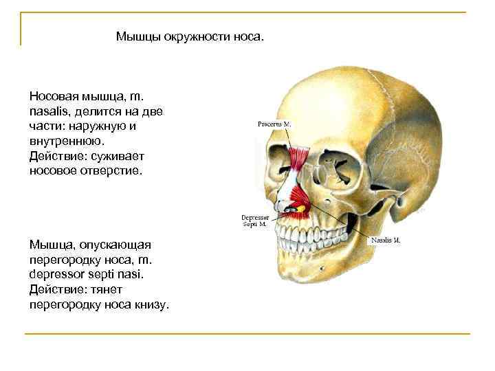 Мышцы носа. Мышца, опускающая перегородку носа m. Depressor Septi nasi. Мышцы окружающие носовые отверстия. Функция мышцы, опускающей перегородку носа:.