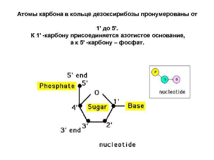 Атомы карбона в кольце дезоксирибозы пронумерованы от      1' до