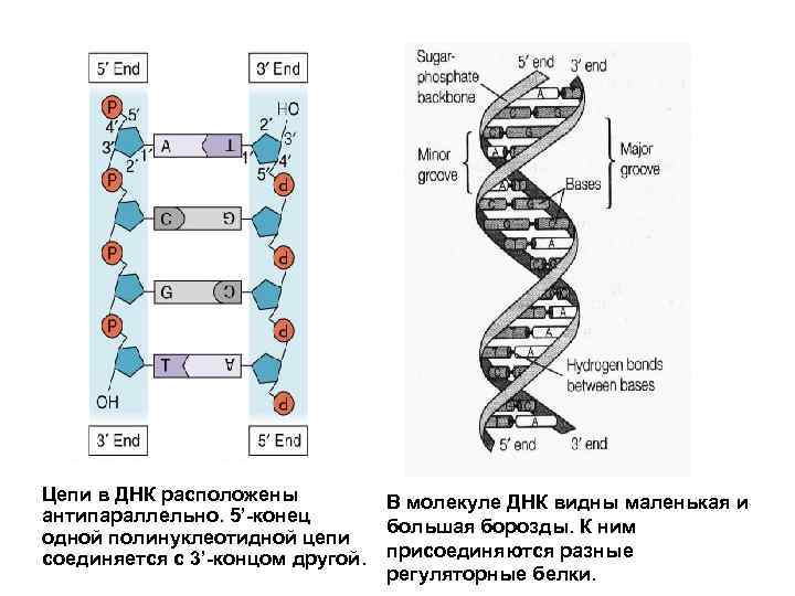  • Цепи в ДНК расположены  В молекуле ДНК видны маленькая и антипараллельно.