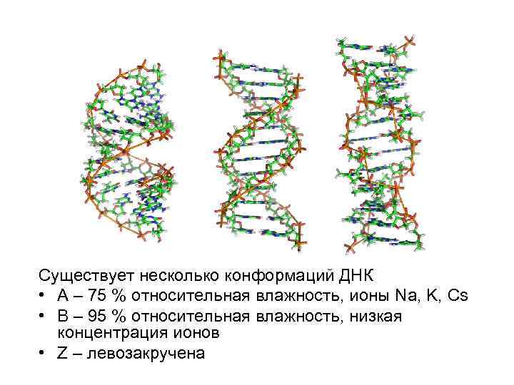 Существует несколько конформаций ДНК • A – 75 % относительная влажность, ионы Na, K,