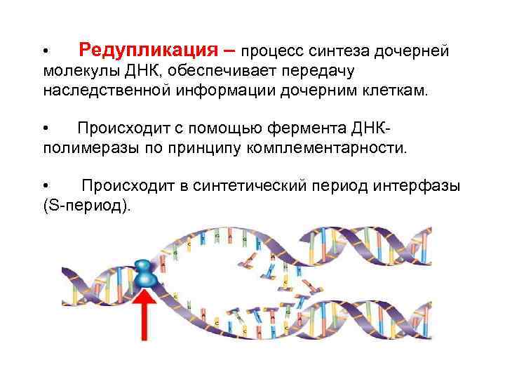  •  Редупликация – процесс синтеза дочерней молекулы ДНК, обеспечивает передачу наследственной информации